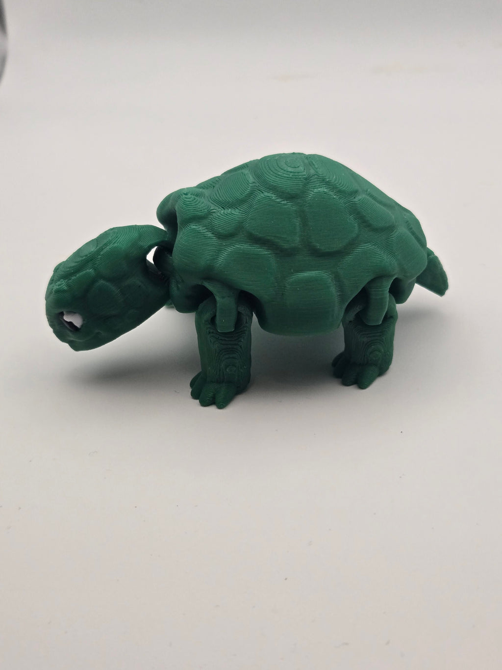 Box Turtle
