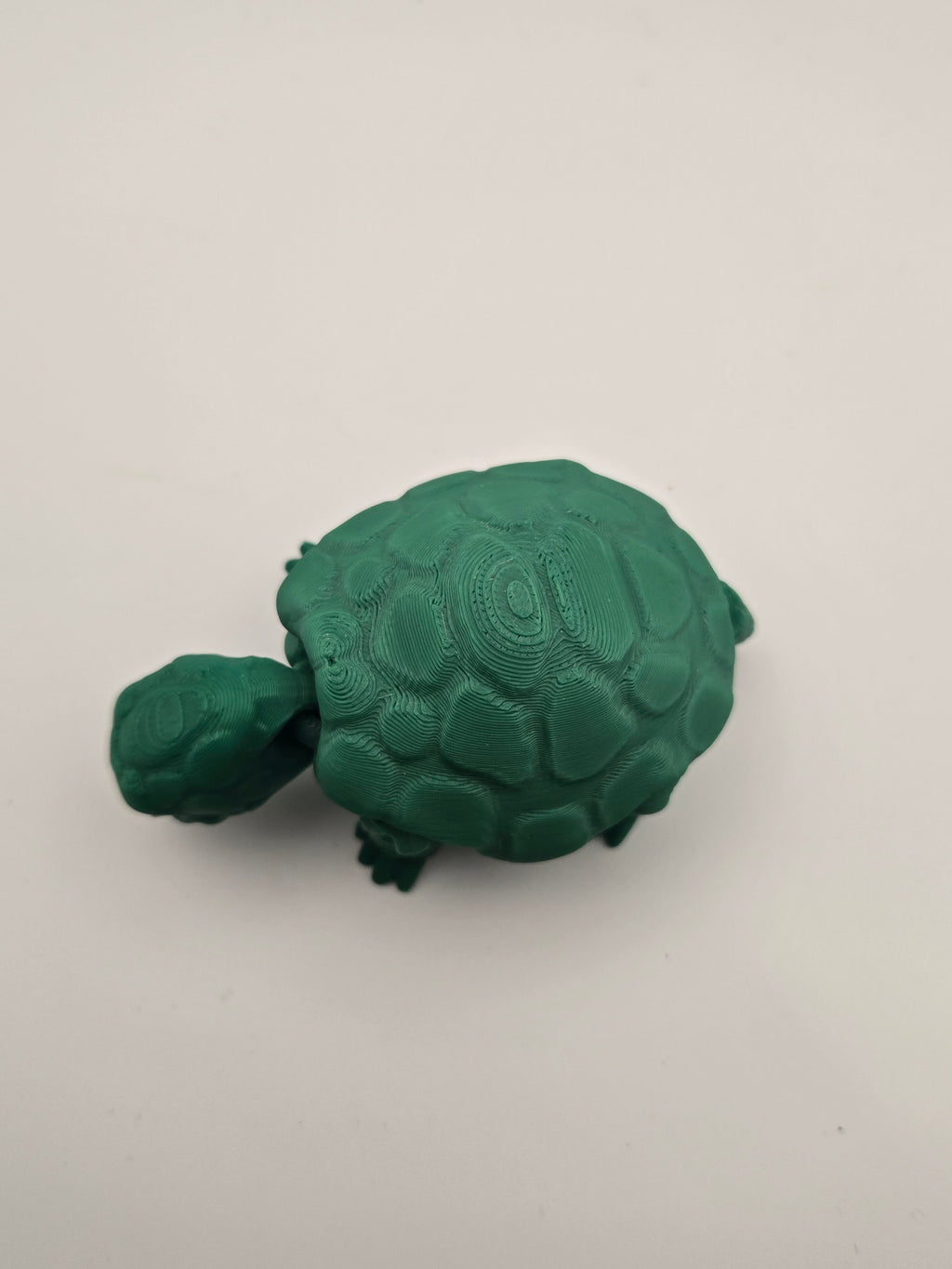 Box Turtle